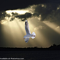 Buy canvas prints of Seagull and Sunbeams in Ocean Sunset. by Geoff Childs