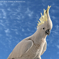Buy canvas prints of Australian Sulphur Crested Cockatoo close-up  by Geoff Childs