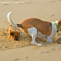 Buy canvas prints of Atractive dogs playing on sandy beach. by Geoff Childs