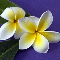 Buy canvas prints of Colourful Frangipani flower, Apocynaceae, closeup.  by Geoff Childs