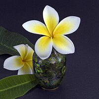 Buy canvas prints of Colourful Frangipani flower, Apocynaceae, closeup.  by Geoff Childs