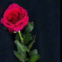 Buy canvas prints of Red Rose flower on black. by Geoff Childs