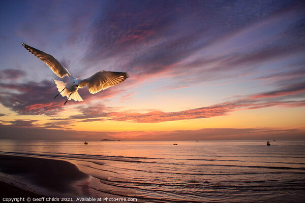 Flying Silver Gull sunrise seascape. Thailand. Picture Board by Geoff Childs