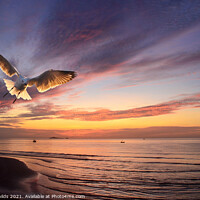 Buy canvas prints of Flying Silver Gull sunrise seascape. Thailand. by Geoff Childs