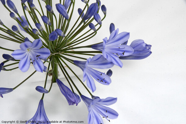  Pretty blue Agapanthus flower closeup. Picture Board by Geoff Childs