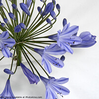 Buy canvas prints of  Pretty blue Agapanthus flower closeup. by Geoff Childs