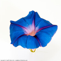 Buy canvas prints of Purple Morning Glory, climbing flower.  by Geoff Childs