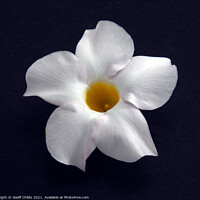 Buy canvas prints of Pretty white wildflower closeup on black. by Geoff Childs