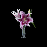Buy canvas prints of  Pretty purple Lily in a Vase.  by Geoff Childs