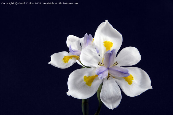  Wild Iris flowers isolated on black. Picture Board by Geoff Childs
