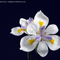 Buy canvas prints of  Wild Iris flowers isolated on black. by Geoff Childs