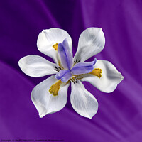 Buy canvas prints of  Wild Iris flower isolated on purple. by Geoff Childs