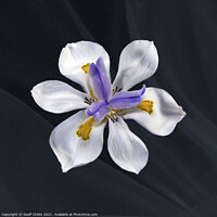 Buy canvas prints of Pretty Wild Iris flower close up. by Geoff Childs