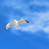 Buy canvas prints of                                Seagull by Maria Beatriz Trad