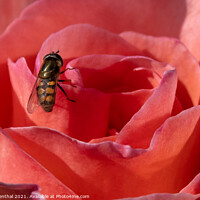 Buy canvas prints of Hoverfly on Rose by Ian Rosenthal