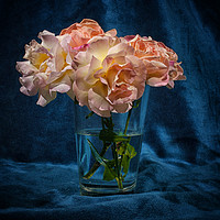 Buy canvas prints of Roses from the Garden by Ian Rosenthal