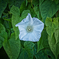 Buy canvas prints of Bindweed in Old Road by Ian Rosenthal