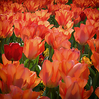 Buy canvas prints of Tulips in Paddington Street Gardens by Ian Rosenthal