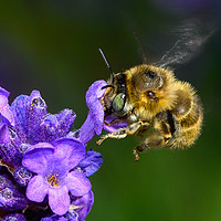 Buy canvas prints of Bee on Lavender by Ian Rosenthal