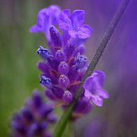 Buy canvas prints of Lavender by Ian Rosenthal