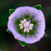 Buy canvas prints of Grass-of-Parnassus in Anticipation    by Graeme Hull