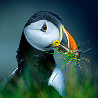 Buy canvas prints of A Puffin Returns by Graeme Hull