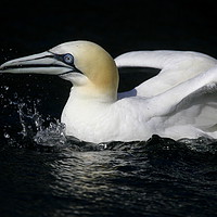 Buy canvas prints of Gannet all at Sea by Graeme Hull
