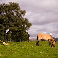 Buy canvas prints of Horse and a Tree by Lucia Chung
