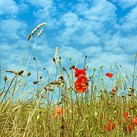Buy canvas prints of Poppies field by Angela Bragato
