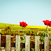Buy canvas prints of Poppies on a fence by Angela Bragato