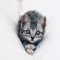 Buy canvas prints of Beautiful tabby kitten by Angela Bragato