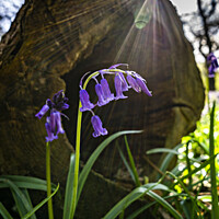 Buy canvas prints of Bluebells of Middleton Woods by Chris North