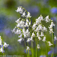 Buy canvas prints of Whitebells of Grass Woods. by Chris North