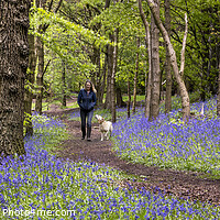 Buy canvas prints of Bluebells of Grasswoods by Chris North