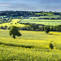 Buy canvas prints of Rapeseed crop in the Wharfe Valley, Yorkshire  by Chris North