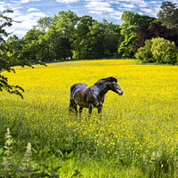 Buy canvas prints of Horse in Buttercup field by Chris North