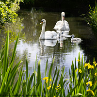 Buy canvas prints of Swan Family and Pond orchids. by Chris North