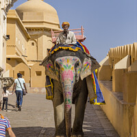 Buy canvas prints of Elephant from the Amber Fort. by Chris North