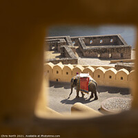 Buy canvas prints of Elephant descending from the Amber Fort by Chris North
