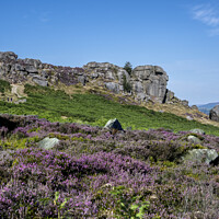 Buy canvas prints of Ilkley Moor in summer Heather by Chris North