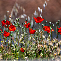 Buy canvas prints of Wild poppies of Andalusia. by Chris North