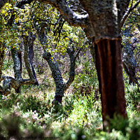 Buy canvas prints of Ancient Cork tree Oak Forest, Grazalema Spain. by Chris North