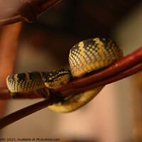 Buy canvas prints of Pit viper, the snake temple, Penang, Malaysia. by Chris North