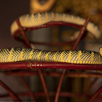 Buy canvas prints of Pit viper, the snake temple, Penang, Malaysia. by Chris North