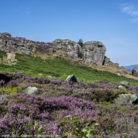 Buy canvas prints of Cow and Calf rocks on Ilkley Moor in purple heathe by Chris North