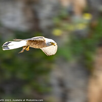 Buy canvas prints of A hovering Lesser Kestrel by Chris North
