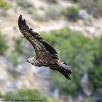 Buy canvas prints of Griffon vulture riding of thermal. by Chris North