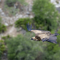 Buy canvas prints of Griffon vulture on the hunt. by Chris North