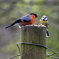 Buy canvas prints of Bullfinch and Blue finch by Chris North
