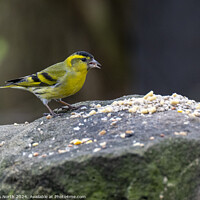 Buy canvas prints of The Siskin feeding. by Chris North